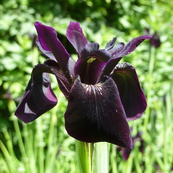 Ірис Chrysographes Black Form (кореневища)