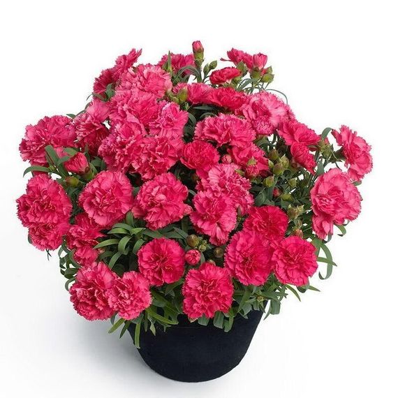 Гвоздика Махрова "Sunflor Allura"