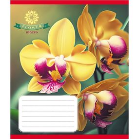 Зошит учнівський "Орхідея" 036-570137K-1 в клітинку, 36 аркушів