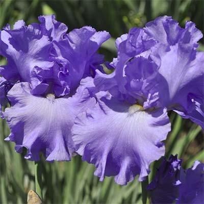 Ірис Yaquina Blue (кореневища) | Зображення 1