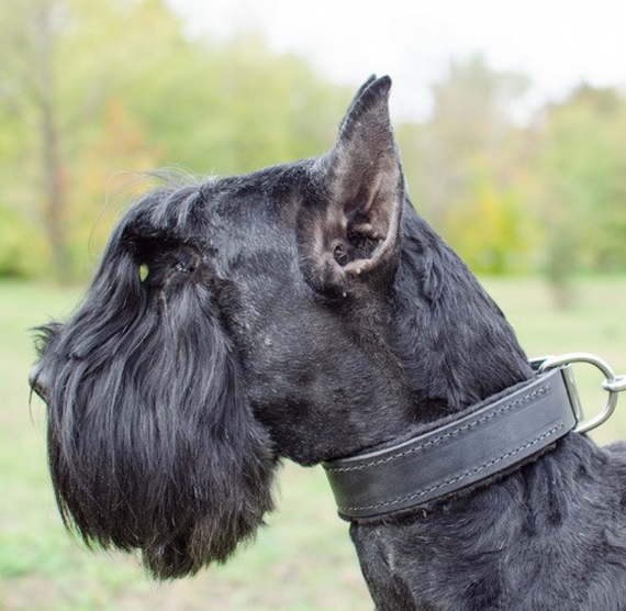 Ошейник с войлочной подкладкой "Lockdog" черный