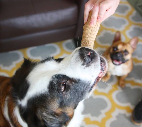 Іграшка для собак OutwardHound Dogwood Stick, 13.5 см | Зображення 2