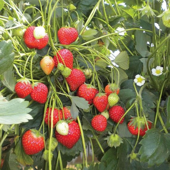Полуниця АМПЕЛЬНА 3 шт. ОСТАРА