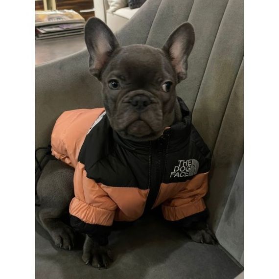 Брендовая курточка-пуховик для собак THE DOG FACE без капюшона, на змейке, кремовая | Зображення 1