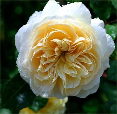Троянди Crocus Rose (саджанці) | Зображення 2