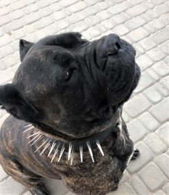 Защитный кожаный ошейник "Lockdog" с длинными шипами черный