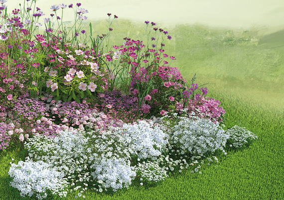 Насіння Іберис 0,3 г (Насіння країни) | Зображення 1