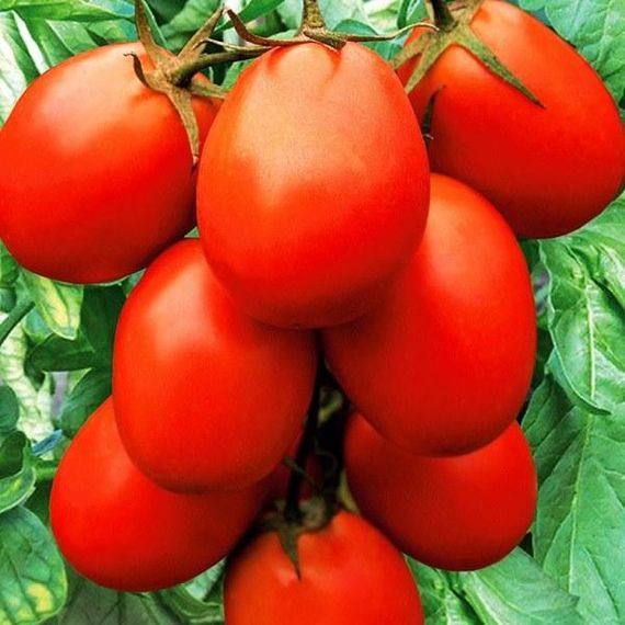 Насіння томату Засолочне диво 30 шт. (Насіння країни) | Зображення 2