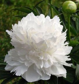 Півонія трав'яниста "White" (кореневище)