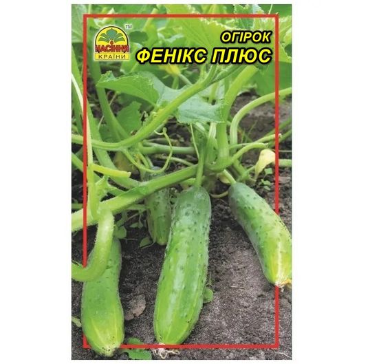 Насіння огірка Фенікс плюс 0,5 г (Насіння країни)