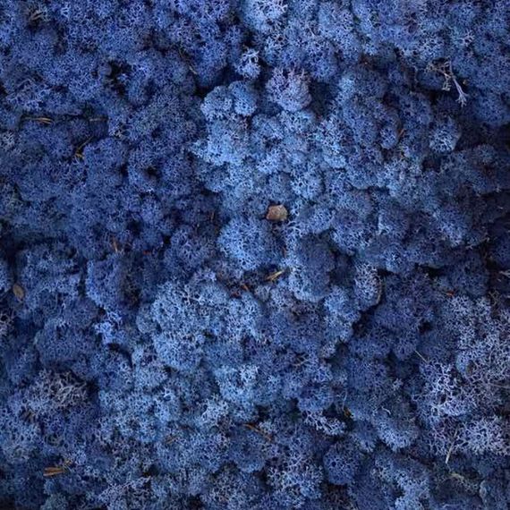 Очищенный стабилизированный мох ягель Nordic moss Синий лазурный 1 кг | Зображення 3