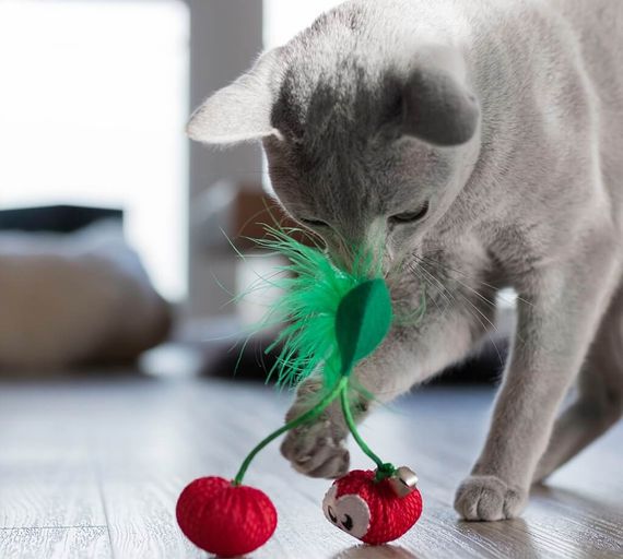 Іграшка для котів OutwardHound Petstages Dental Cherries | Зображення 2