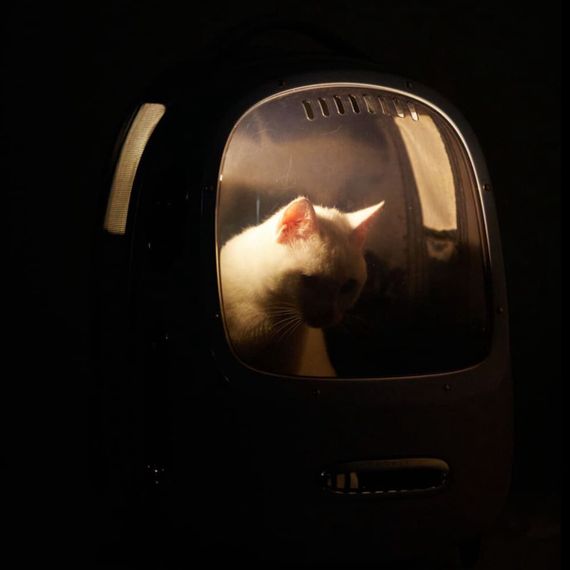 Рюкзак-переноска для котів та собак малих порід Petkit Breezy2 Smart Cat Carrier, 45 см х 33 см х 30 см, коричневий | Зображення 1