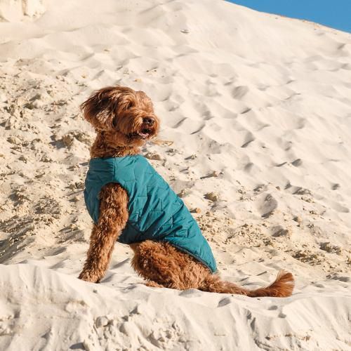 Жилет Pet Fashion «E.Vest» для собак, размер SM, морська хвиля | Зображення 4