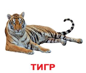 Набір карток Домана - Дикі тварини. Українською. Без ламінації.