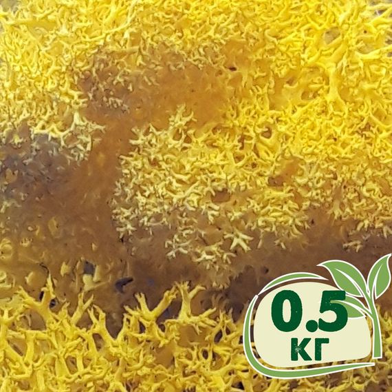Стабілізований мох ягель Жовтий лимонний 0,5 кг