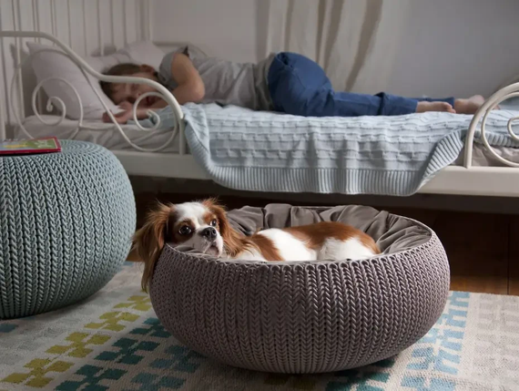 Лежак для животных Curver Cozy Pet Bed 17202851, пластиковый, с подушкой, коричневый | Зображення 2