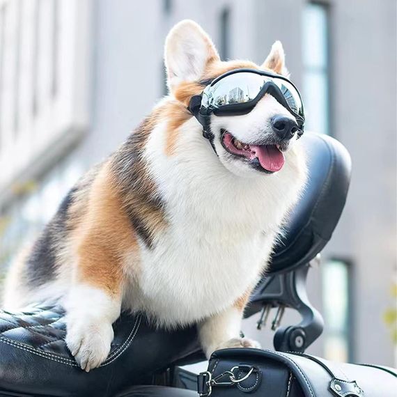 Захисні окуляри для собак з УФ-захистом, регульовані, вітрозахисні, водонепроникні, проти запотівання, для великих порід | Зображення 1