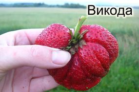 Полуниця Вікода (зднього терміну дозрівання)