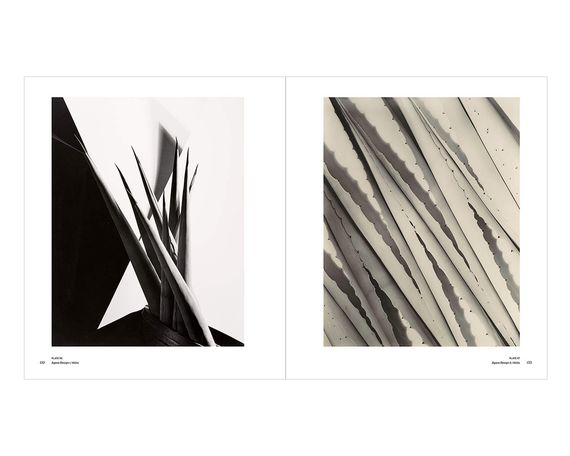 Альбоми відомих фотографів книга з фотороботами Імоджен Каннінгем Imogen Cunningham: A Retrospective | Зображення 7