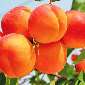Абрикос Оранжред (середній)