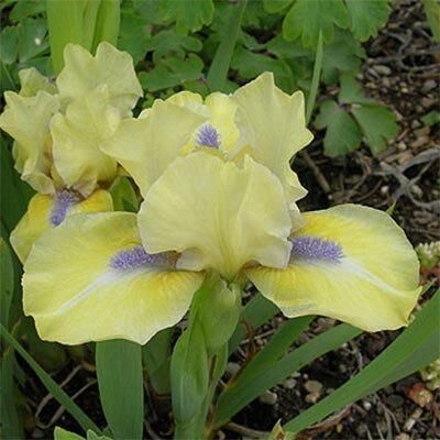 Ірис Pumila Sarah Taylor (кореневища) | Зображення 2