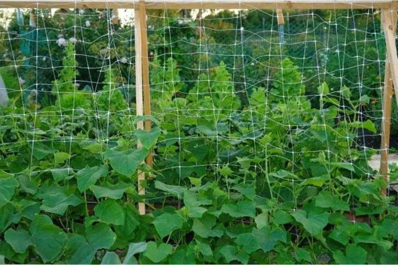 Сітка шпалерна 15*17&quot;AgroStar&quot;1.7*100 м | Зображення 3