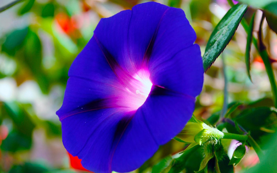 Насіння Іпомея нічка 0,5 г (Насіння країни) | Зображення 3