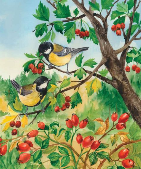 Дитяча енциклопедія про ліс 614016 для дошкільнят | Зображення 5