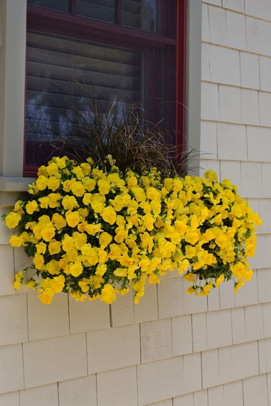 Насіння Віола ампельна 10 шт. (Насіння країни) | Зображення 1