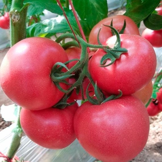 Насіння Gl Seeds томатів Рожева перлина 0,1 г | Зображення 1