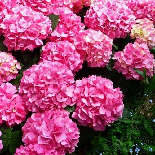 Гортензія Bouqet Rose (смаженці) | Зображення 1