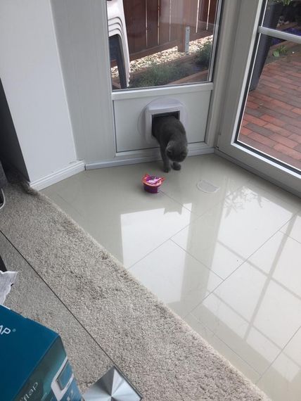 SureFlap Мікрочипні розумні дверцята для котів з контролем доступу білі захист від чужих тварин DualScan RFID-мітки | Зображення 9