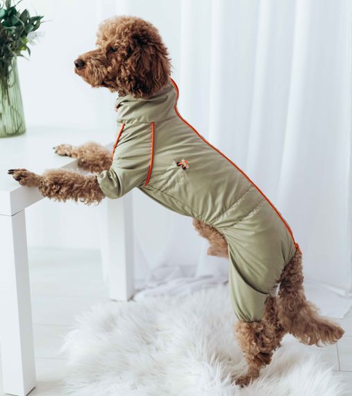 Дощовик для такс кант оливка MT-28 | Зображення 1