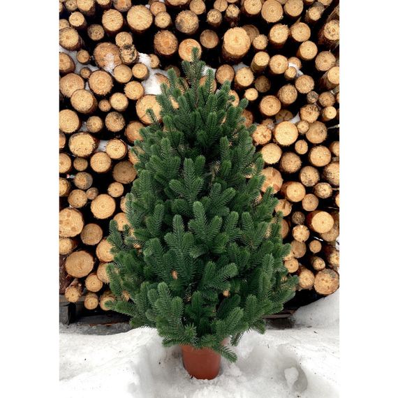 Ялинка Traditional лита в горщику 90 см зелена новинка | Зображення 8