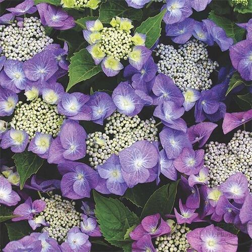 Гортензія Blaumeise (садженці) | Зображення 3