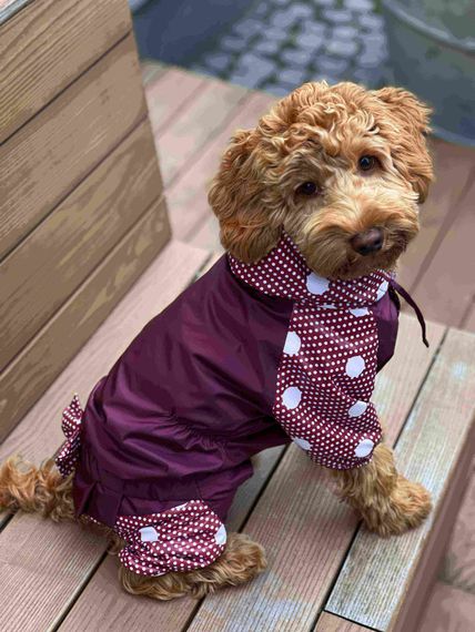 Дощовик ДЛЯ ДIВЧАТ горошок марсала MD-5