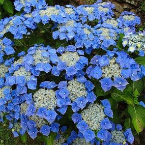 Гортензія Blaumeise (садженці)