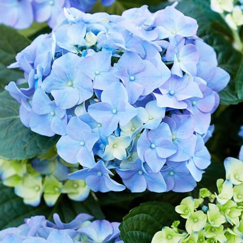 Гортензія Early Blue (сажники) | Зображення 1