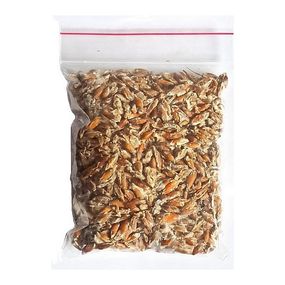 Живий зерновий міцелій білий гриб боровик — 100 г