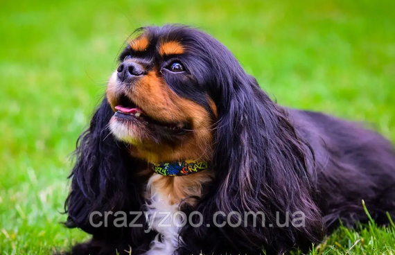 Нашийник для собак Kareline Crazy нейлон 1.5х24-34 см 0801/5 | Зображення 3