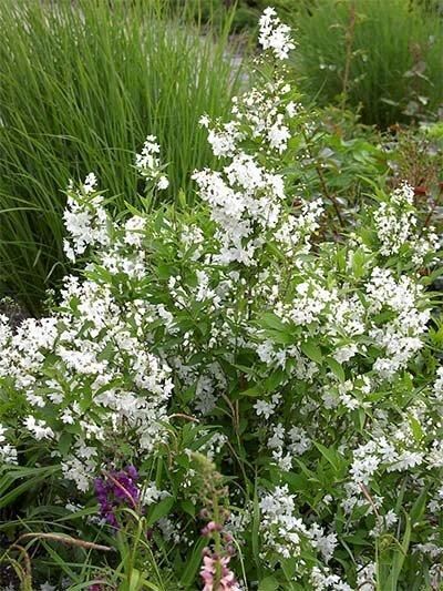 Дейція Gracilis (саджанці) | Зображення 2