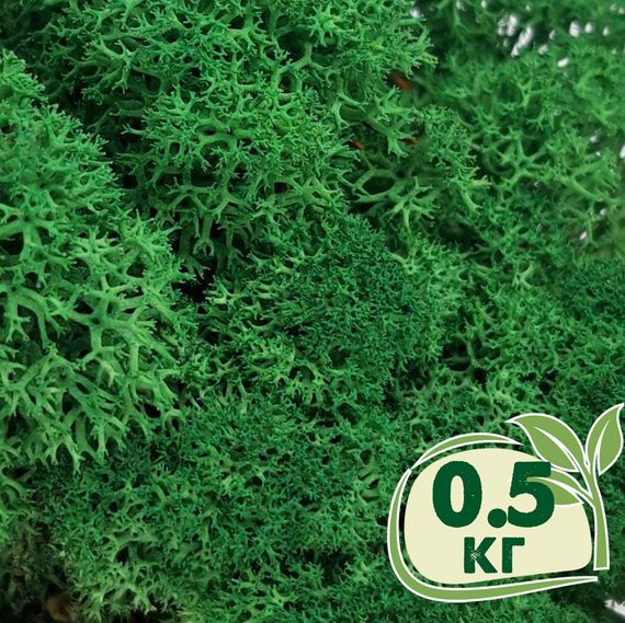 Стабилизированный мох ягель Nordic moss Зеленый травяной темный 0,5 кг