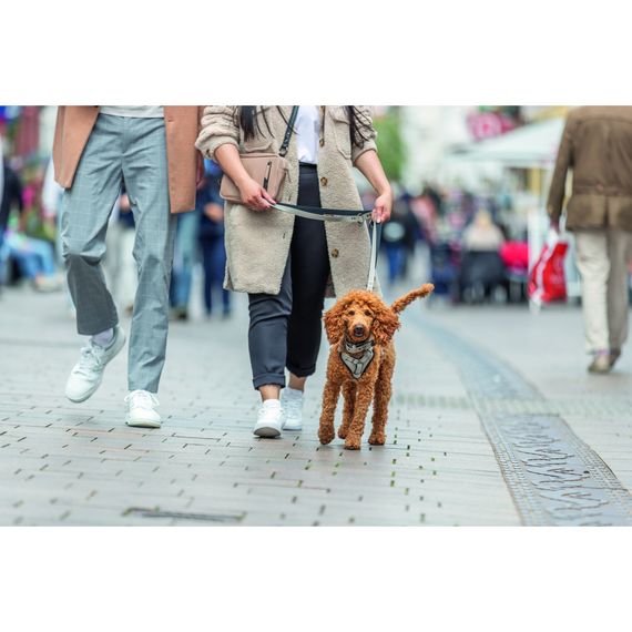 Шлея Trixie CityStyle H-harness для собак бавовна L–XL 75–120 см 25 мм світло-сіра | Зображення 2