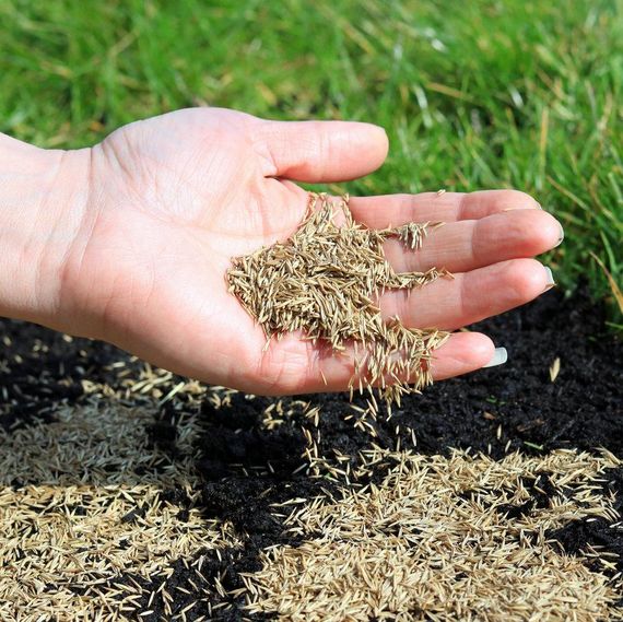 Трава газонна універсальна 1 кг (Насіння країни) | Зображення 1