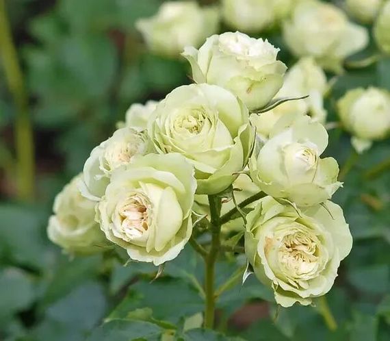 Троянда дрібноквіткова (спрей) "Лавлі Грін"(Lovely Green)