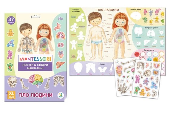 Навчальний постер з наклейками Тіло людини  Dodo 300901 Різнокольоровий shop (4823115913456)