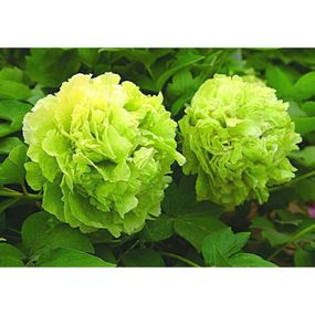 Півонія Pea Green Dou Lu деревоподібна (саджанці)
