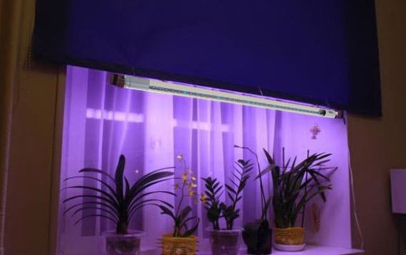 Фитолампа для растений 18W G13 Т8 Fito GROW (Red:Blue = 5:1) 220V | Зображення 3