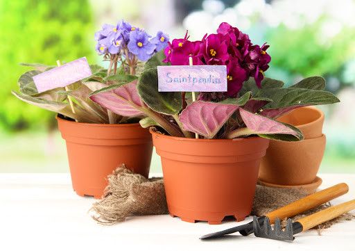 Грунт для Фіалок 2.5 л | Зображення 1